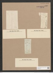 Synedra radians Kuetz. (de-Toni-Nr.: Genus 66, Species 2592) Zeichnungen Sammlung Grunow Nr. 5288 (NHMW-BOT-W0373675)